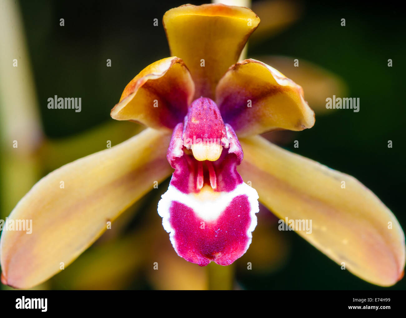 Close up shot on colorful Orchid flower Stock Photo