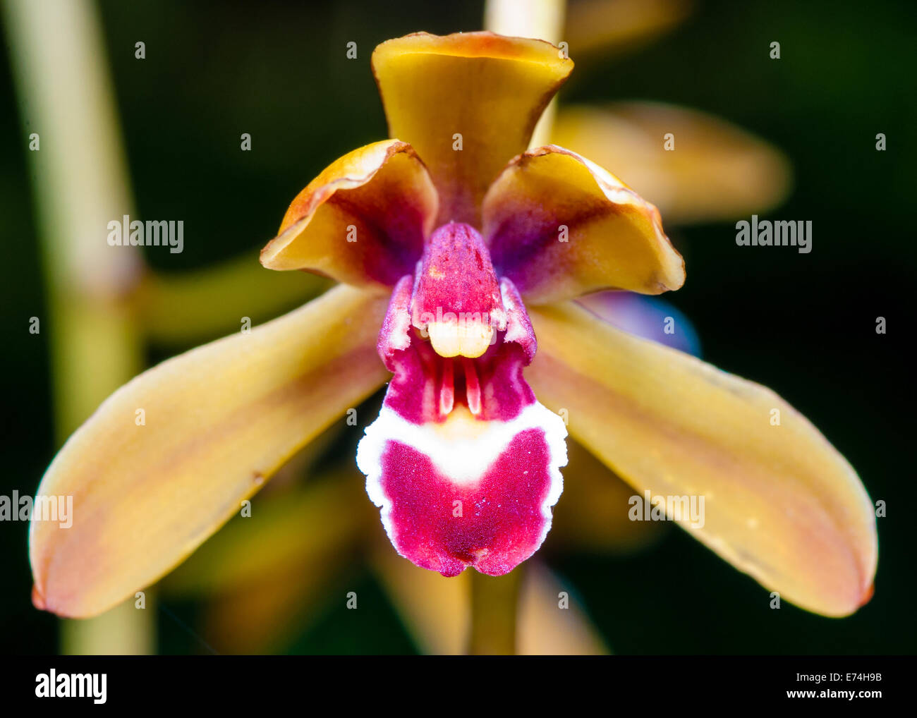 Close up shot on colorful Orchid flower Stock Photo