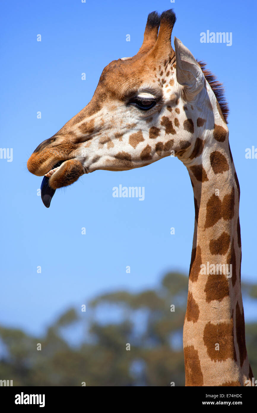 Giraffe Portraits High Resolution Stock Photography and Images - Alamy