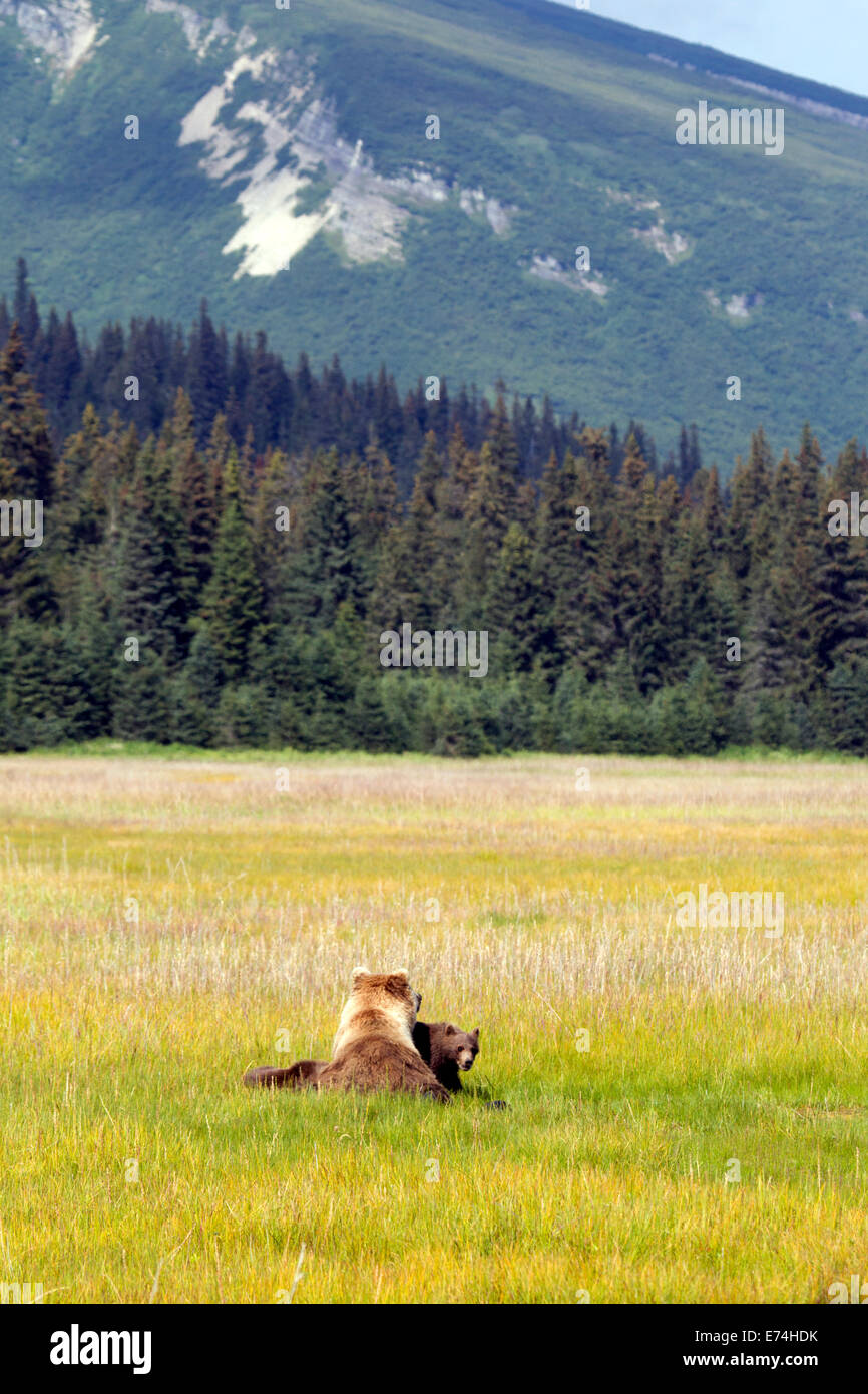 Alaska Brown Bear and Cubs In Meadow Stock Photo - Alamy