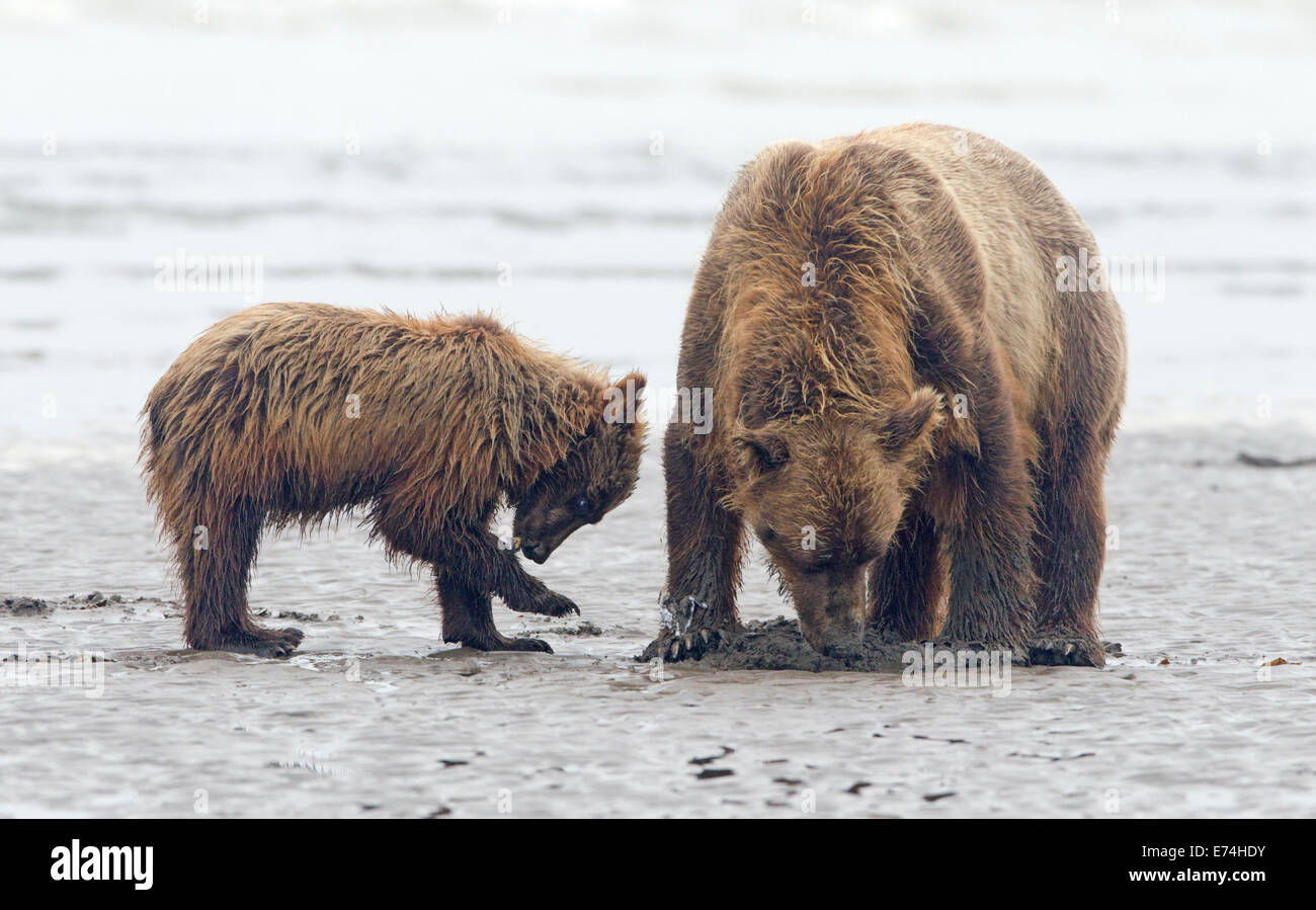 Alaska Brown Bear Sow and Cub Clamming Stock Photo - Alamy