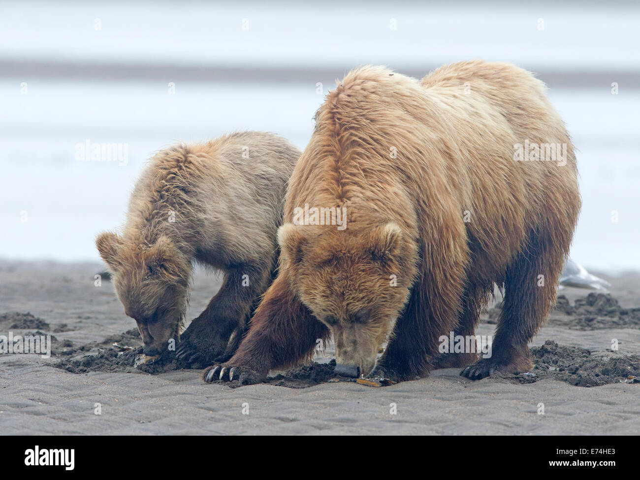Alaskan Brown Bear Sow and Cub Clamming Stock Photo - Alamy