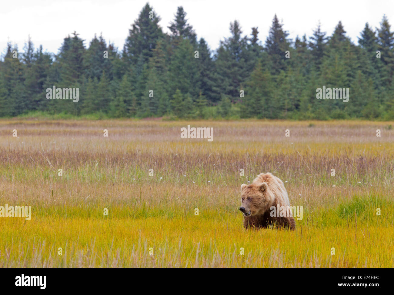 Alaska Brown Bear Sow Grazing in Meadow Stock Photo - Alamy