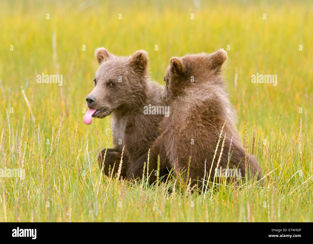 Alaskan Brown Bear Spring Cubs Stock Photo