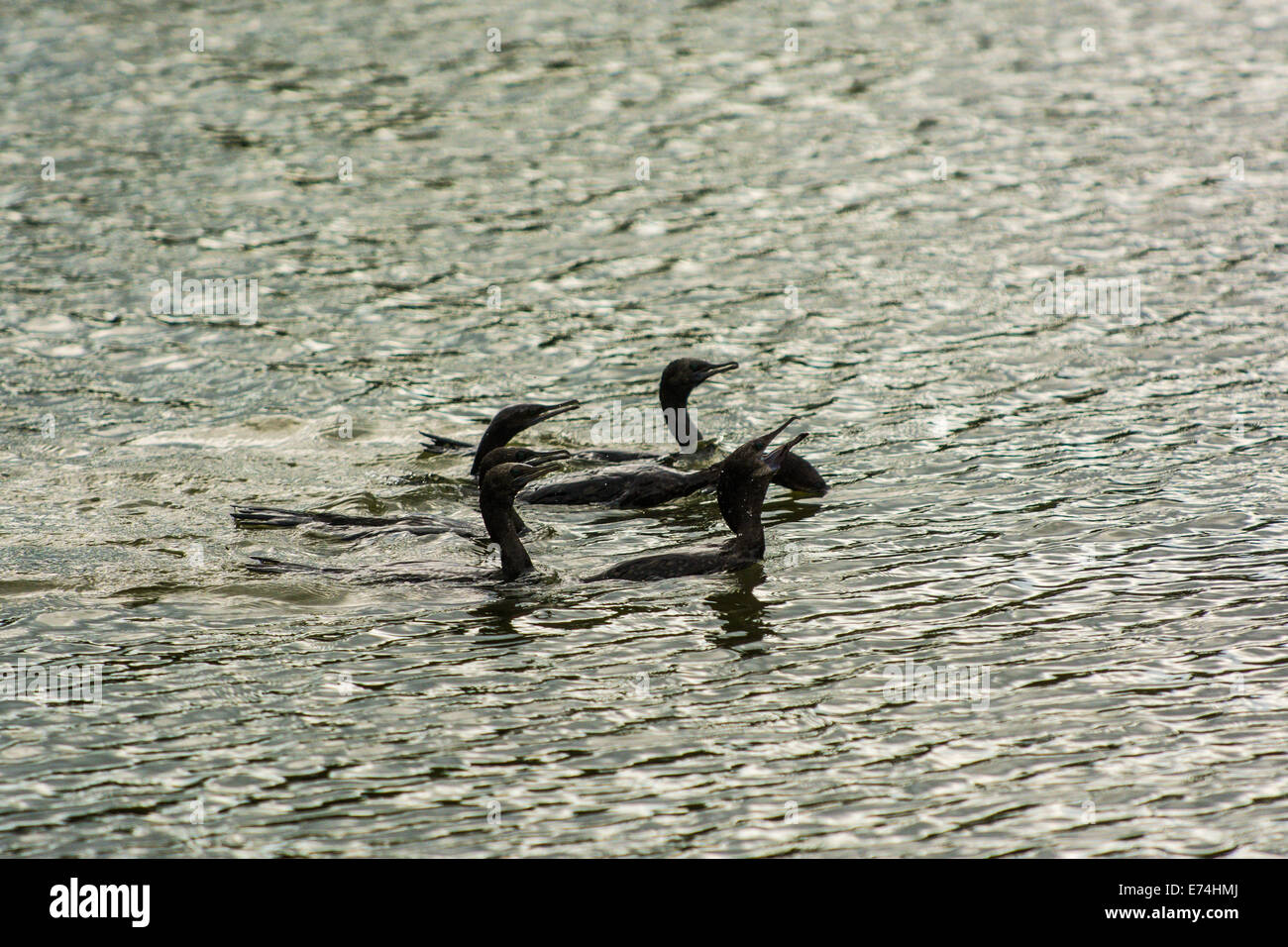 Cormorants, Brisbane, Queensland, Australia Stock Photo Alamy