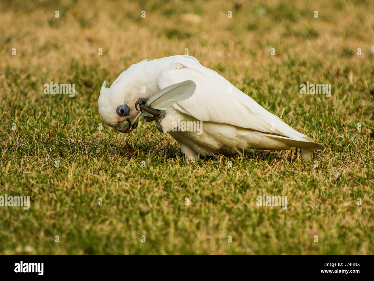 Corella playing with a feather, Brisbane, Queensland, Australia Stock Photo