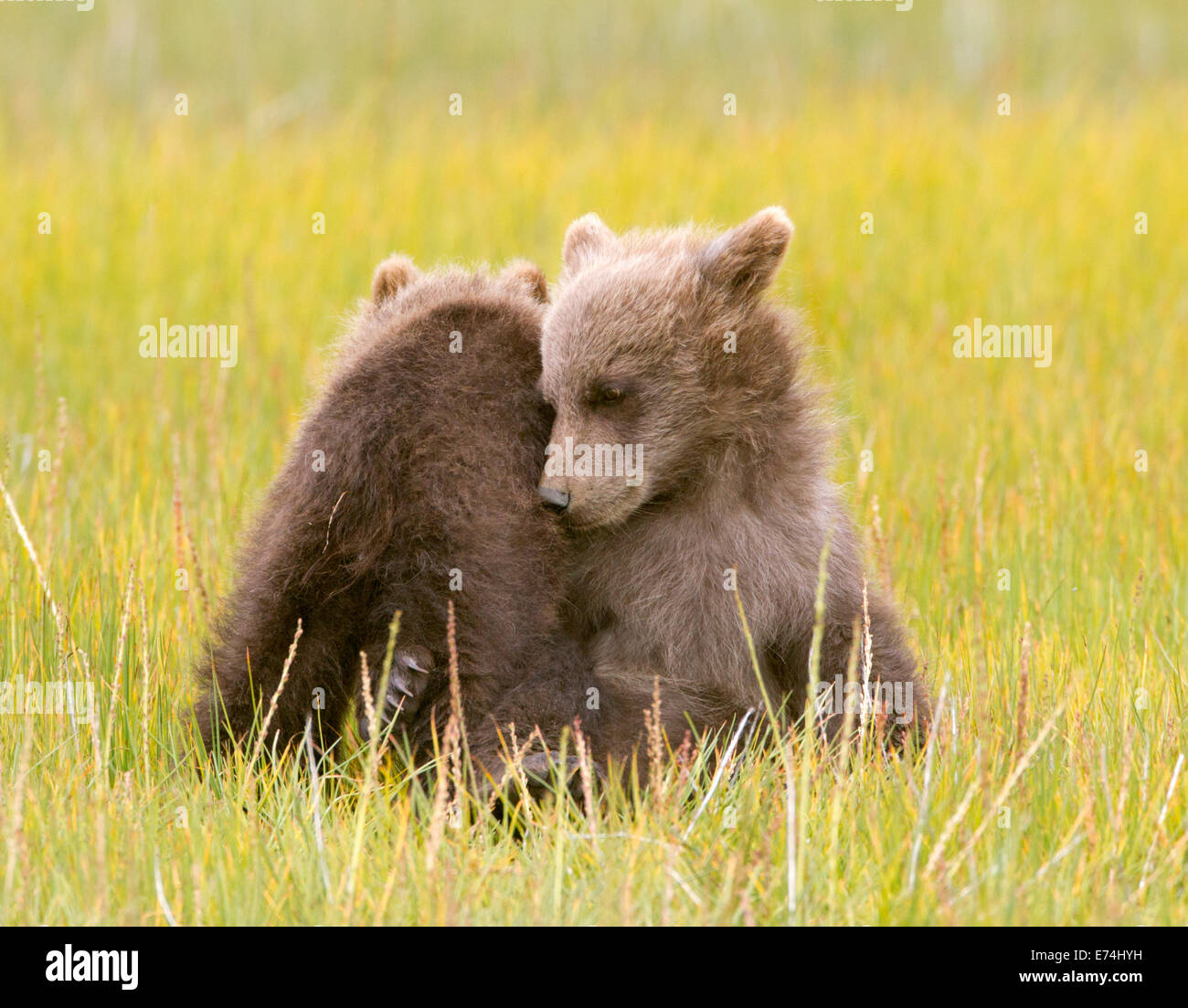 Alaskan Brown Bear Spring Cubs Stock Photo
