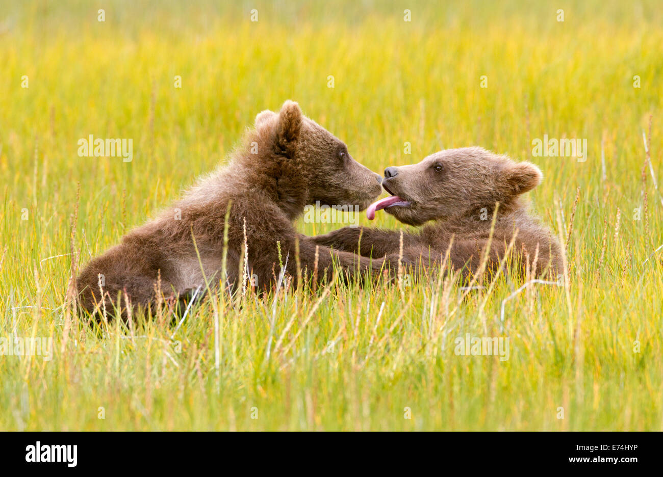 Two Alaska Brown Bear Spring Cubs in meadow Stock Photo - Alamy