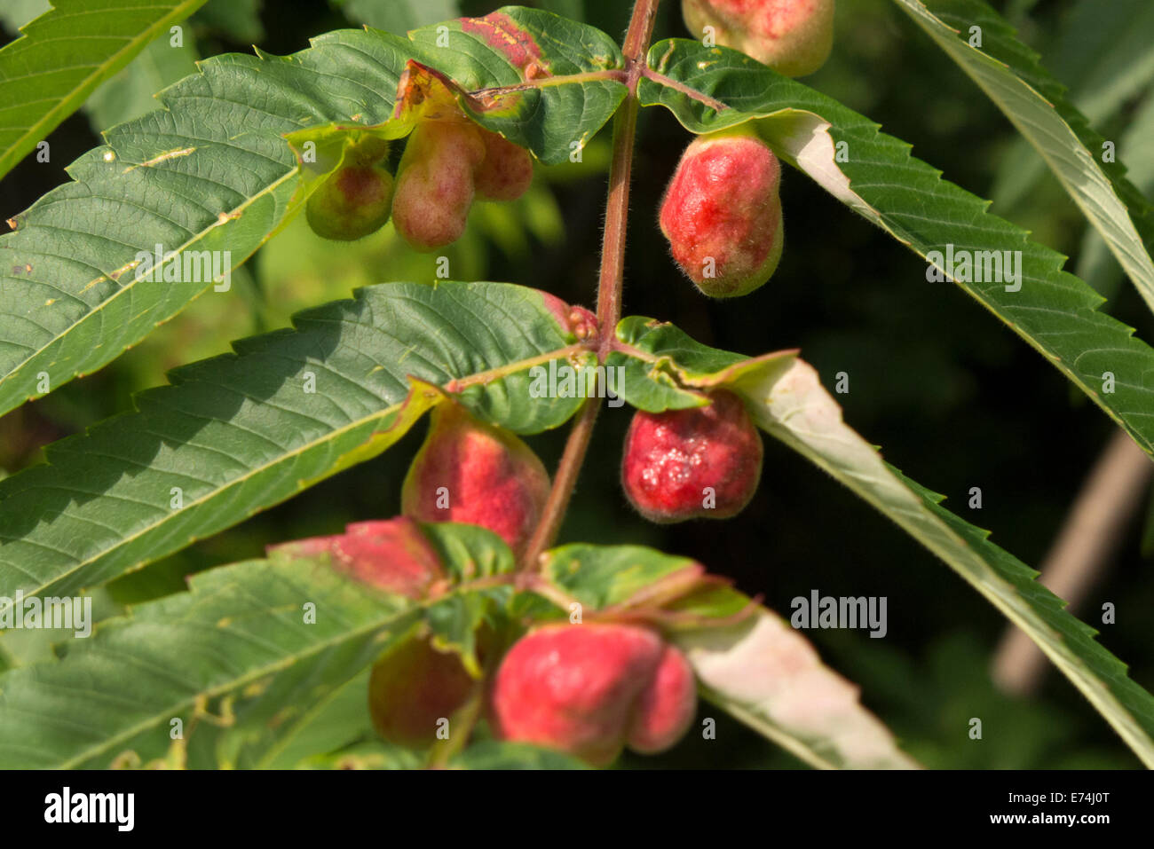 Staghorn sumac galls Stock Photo Alamy