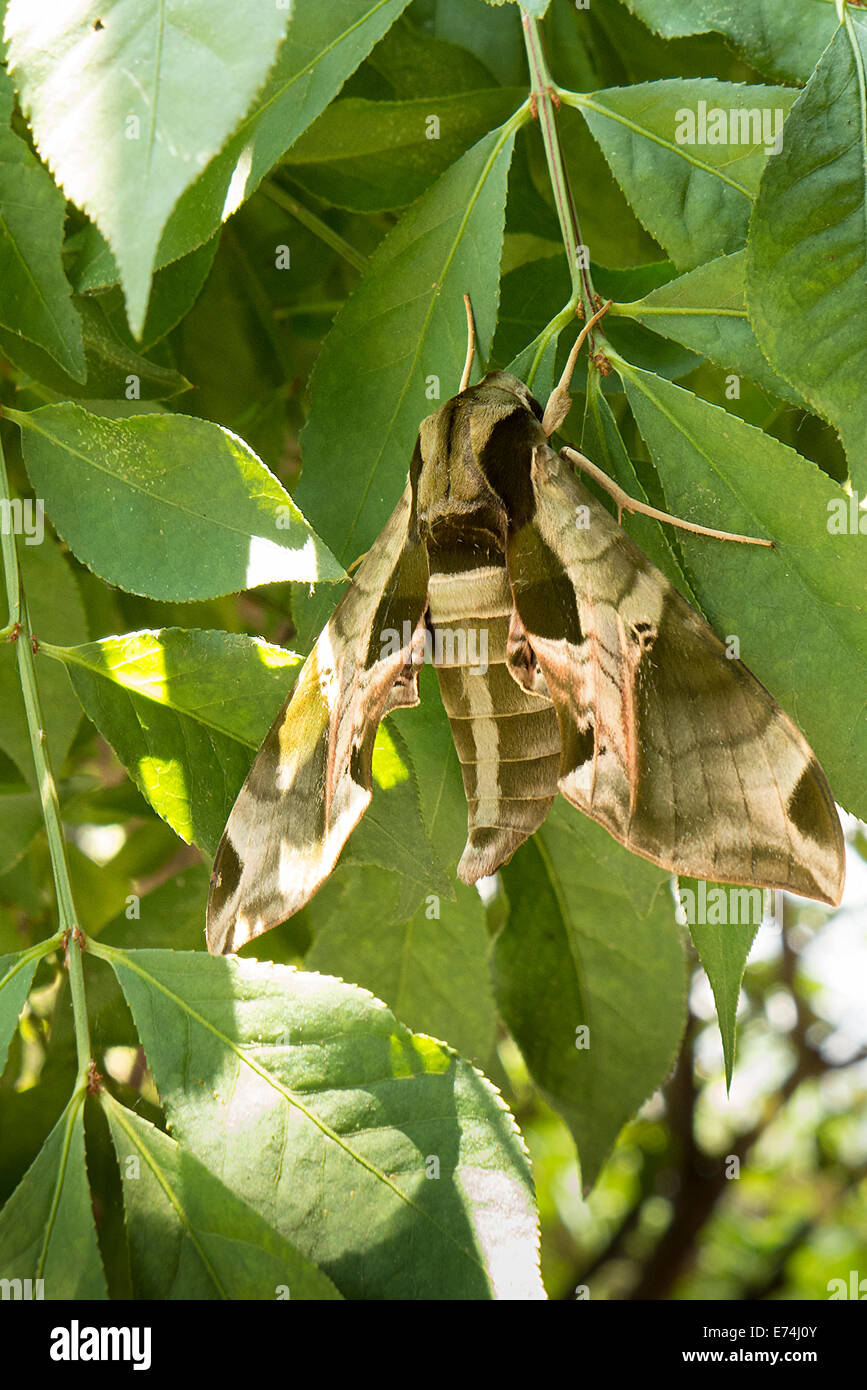 Pandora sphinx moth on foliage. Stock Photo