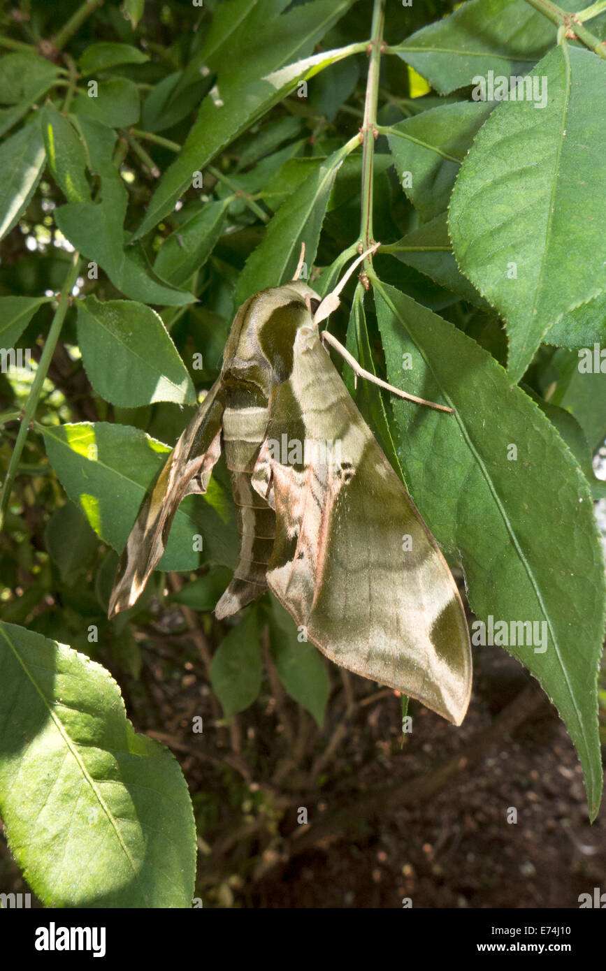 Pandora sphinx moth on foliage. Stock Photo