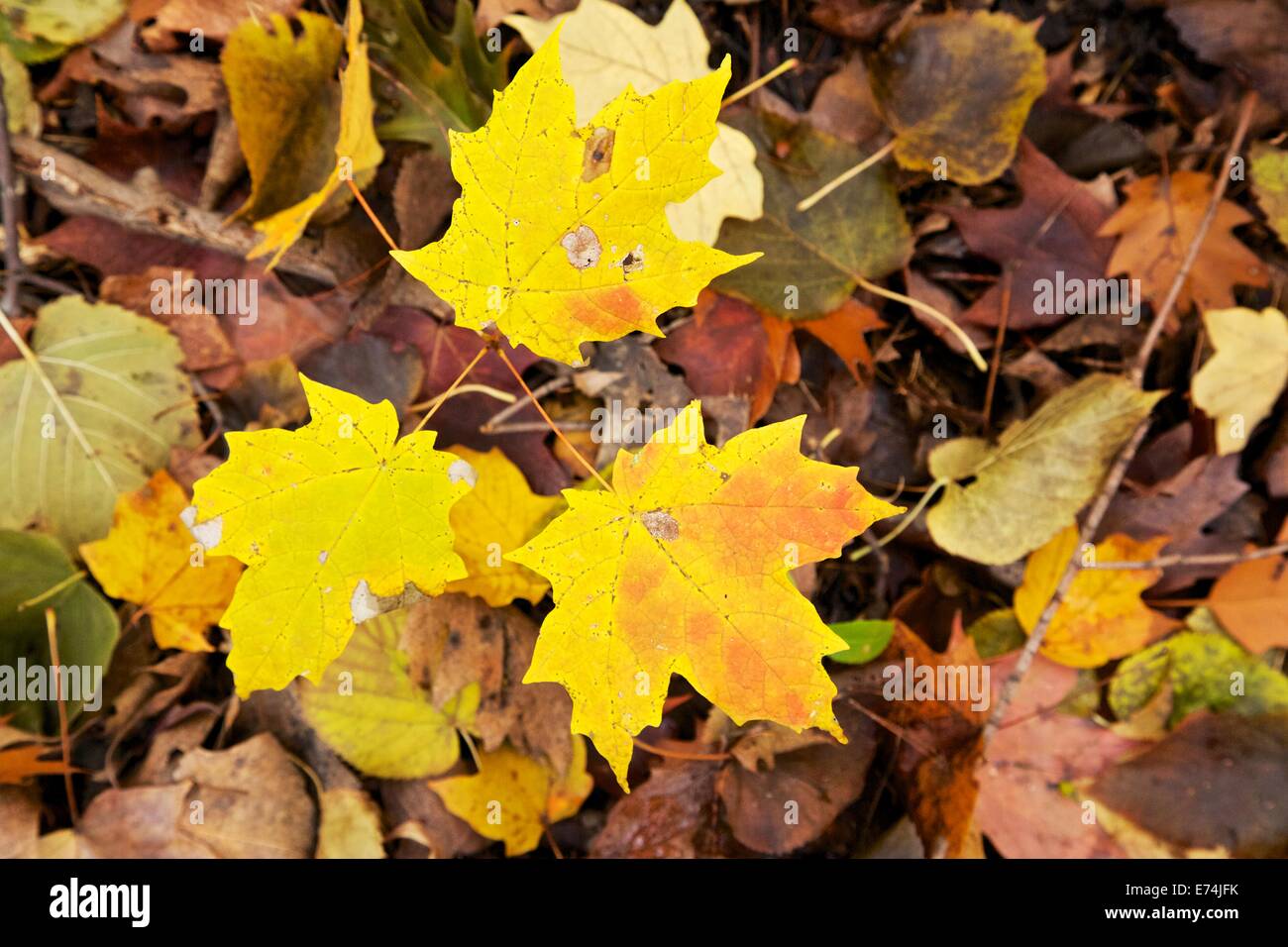 Sugar maple seedling in autumn Stock Photo - Alamy