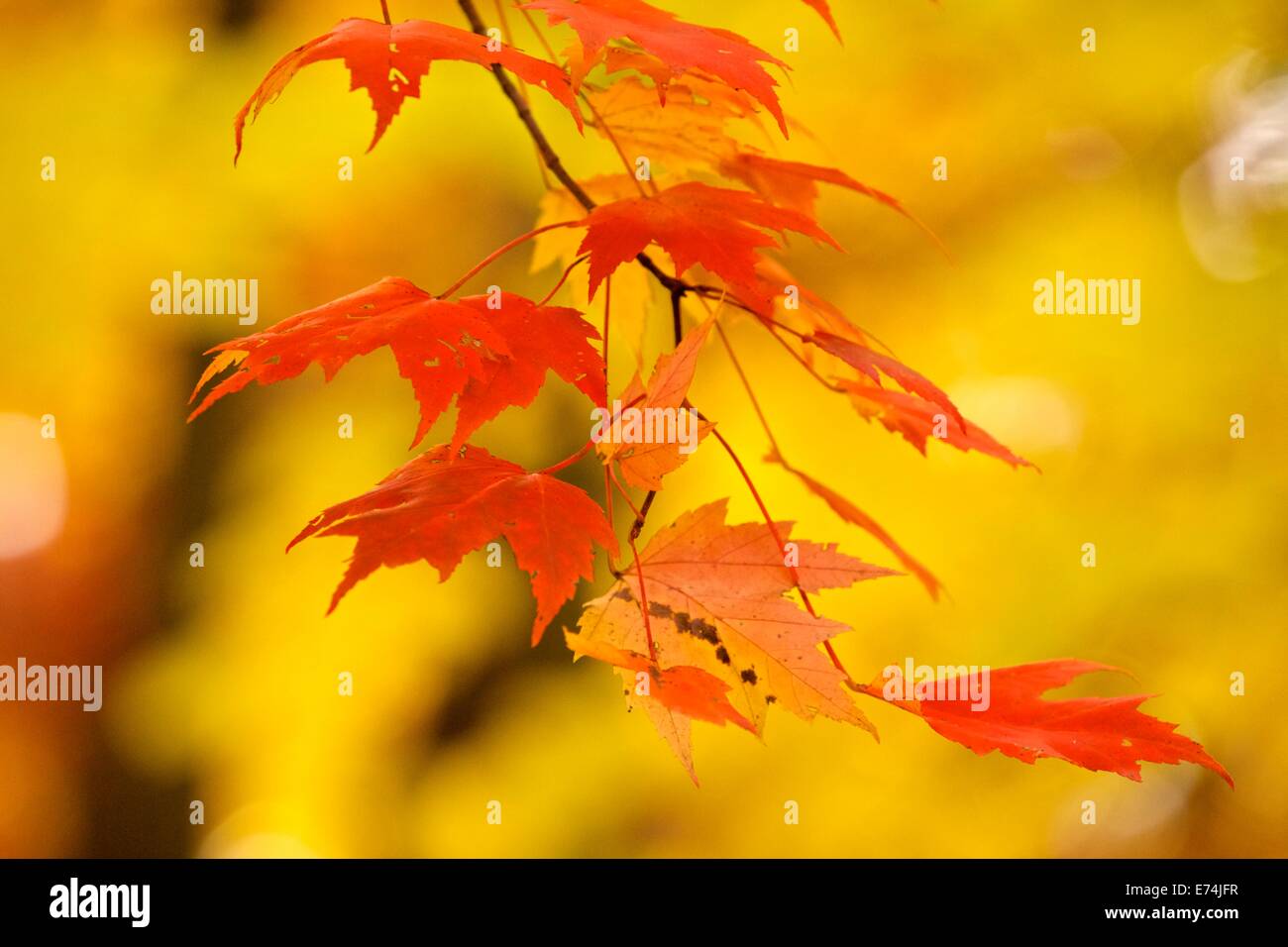 Sugar maple tree hires stock photography and images Alamy
