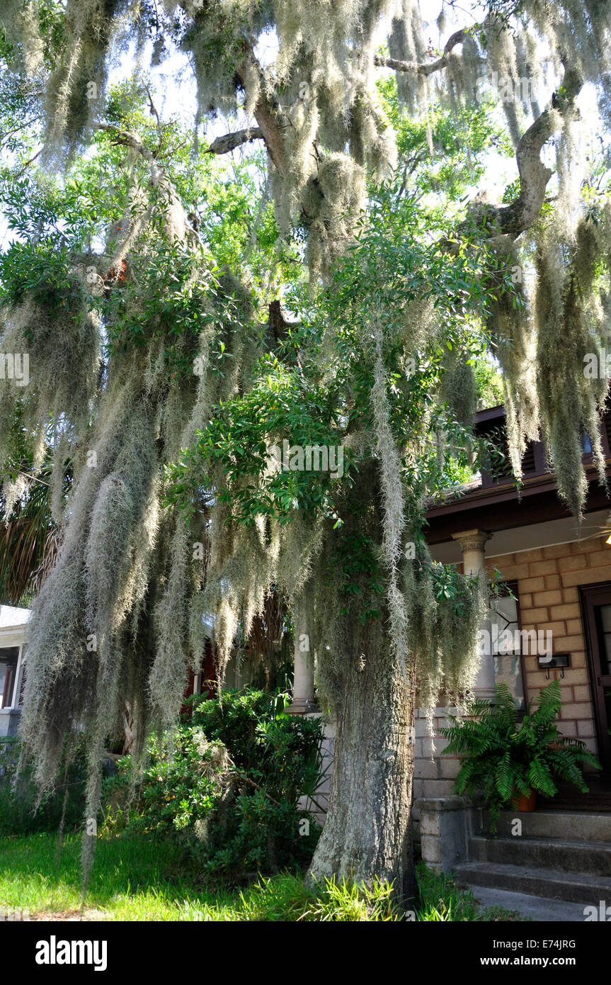 Spanish moss on live oak tree, Florida Stock Photo