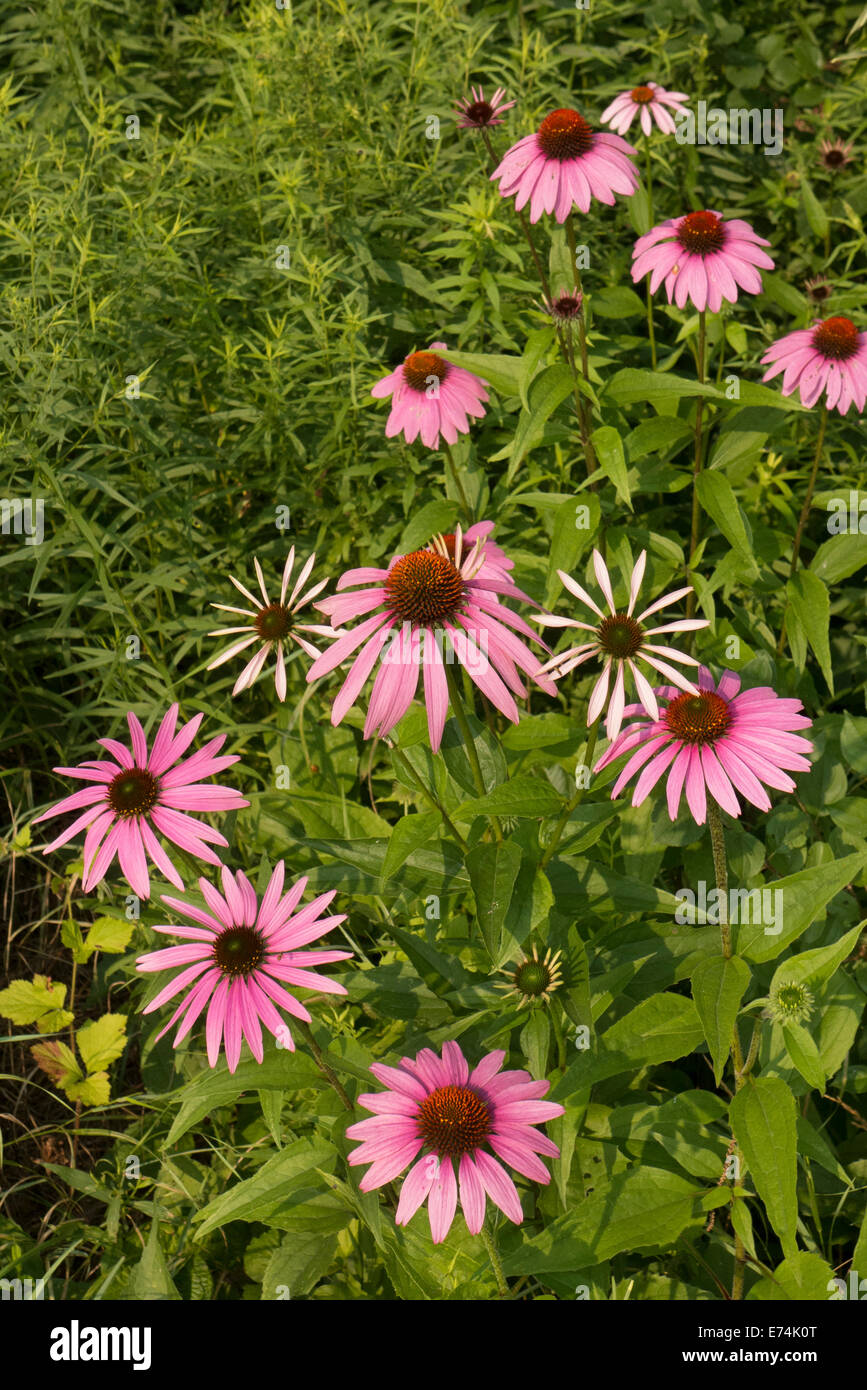 Pink cone flowers Stock Photo Alamy