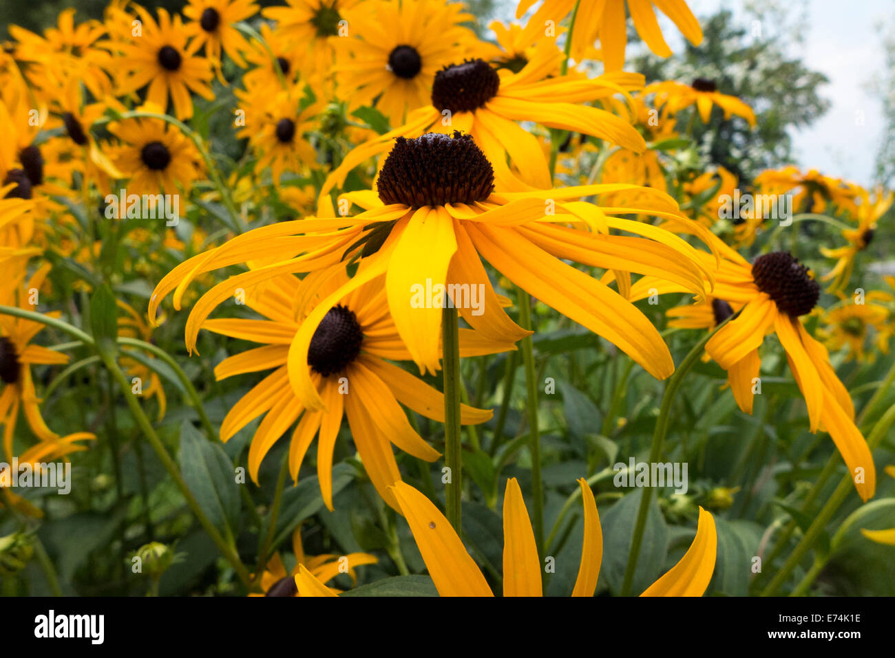 Black Eyed Susan flowers Stock Photo Alamy