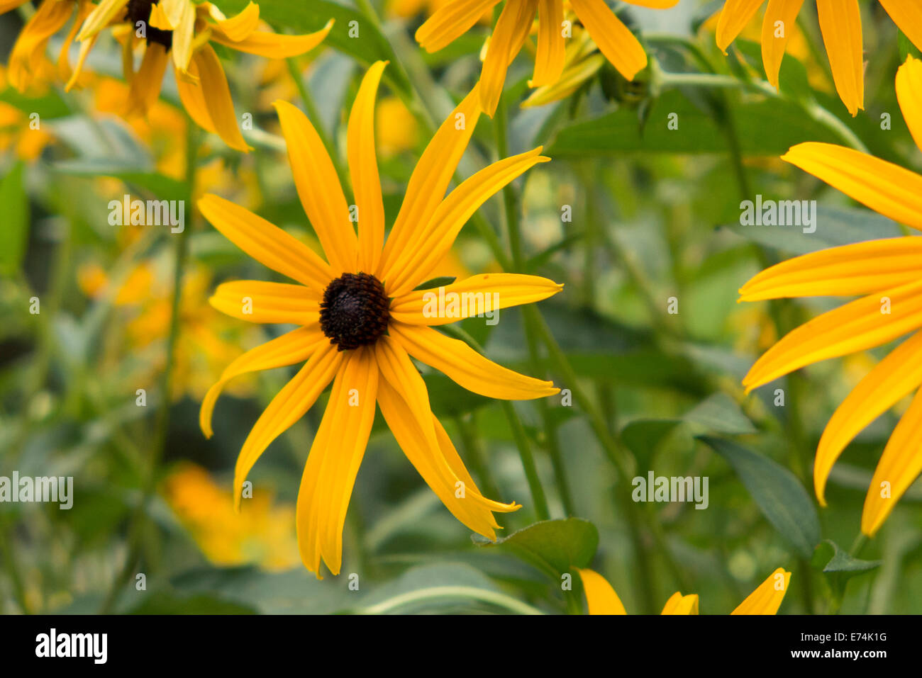 Black Eyed Susan flowers Stock Photo Alamy