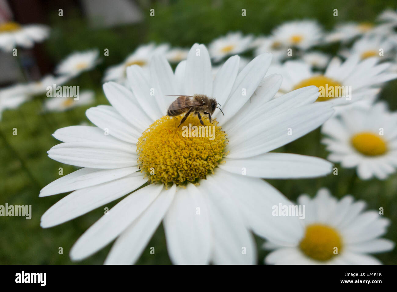 Honeybee on Shasta daisies. Stock Photo