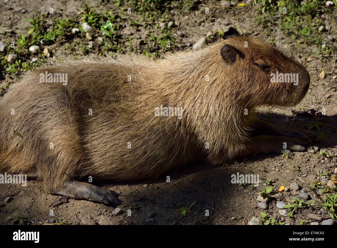 Lounging South American Capybara the largest rodent in the world Stock Photo