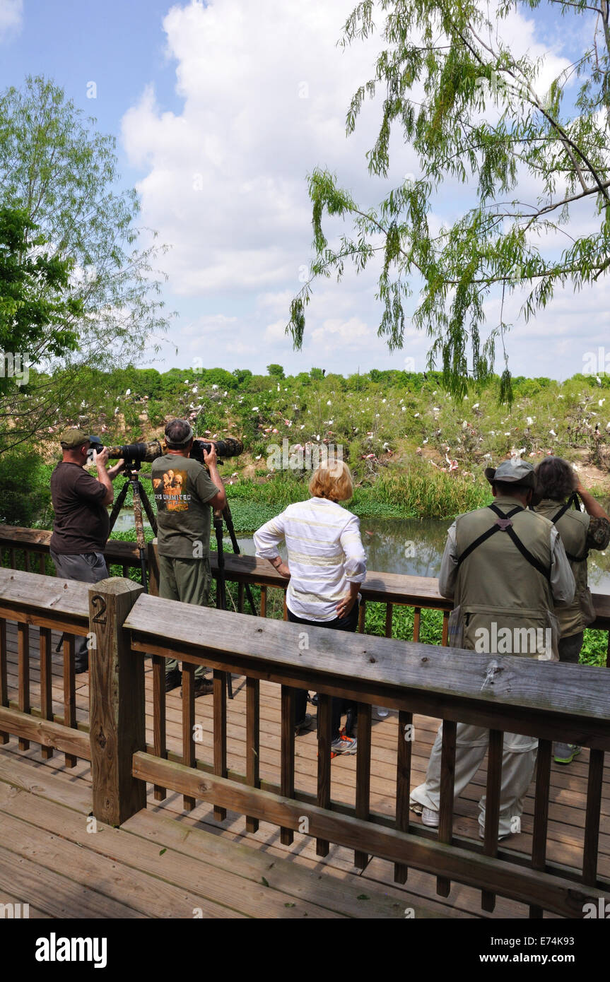 Wildlife photographers at Smith Oaks Bird Sanctuary rookery on High