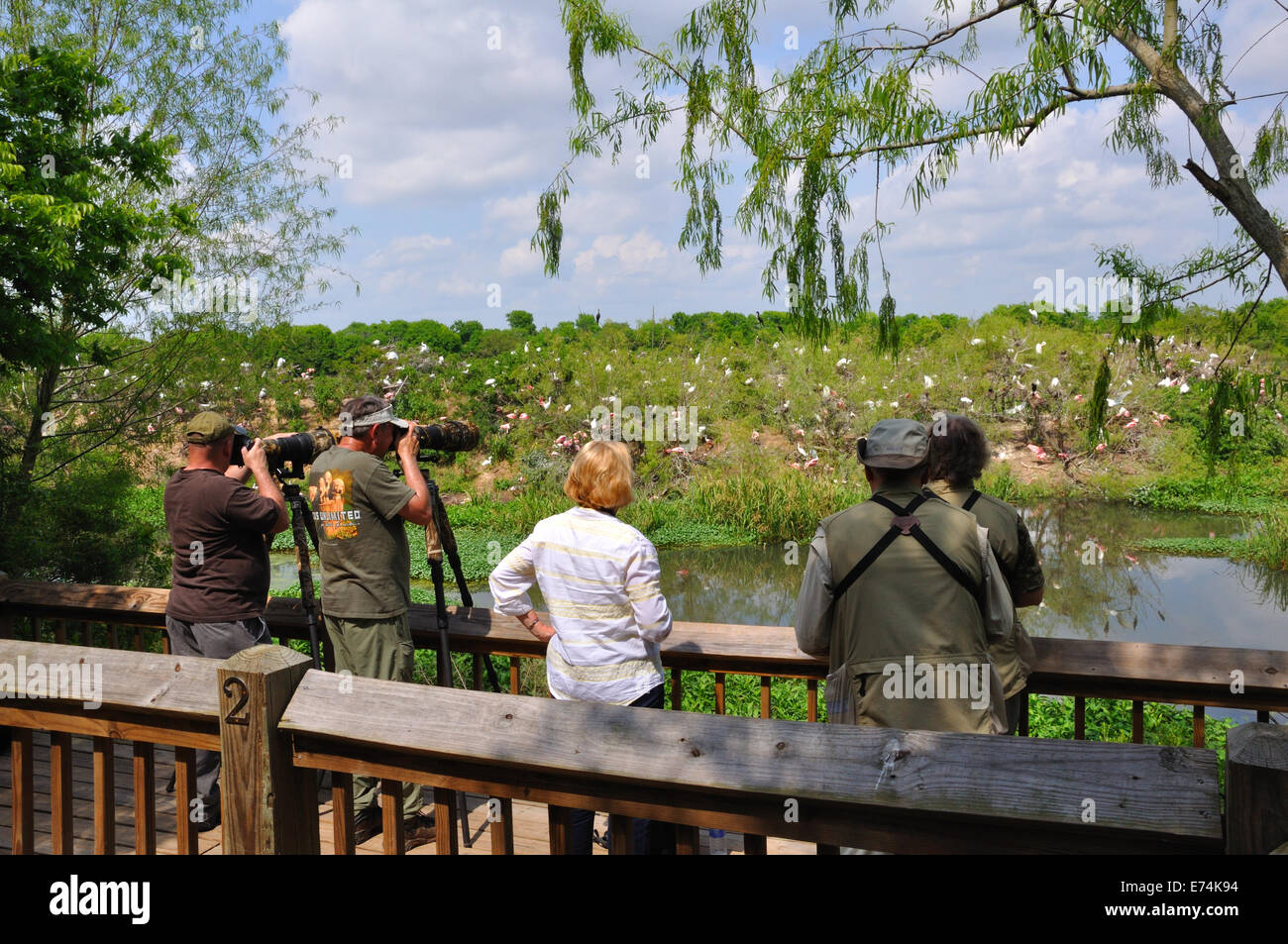 Wildlife photographers at Smith Oaks Bird Sanctuary rookery on High