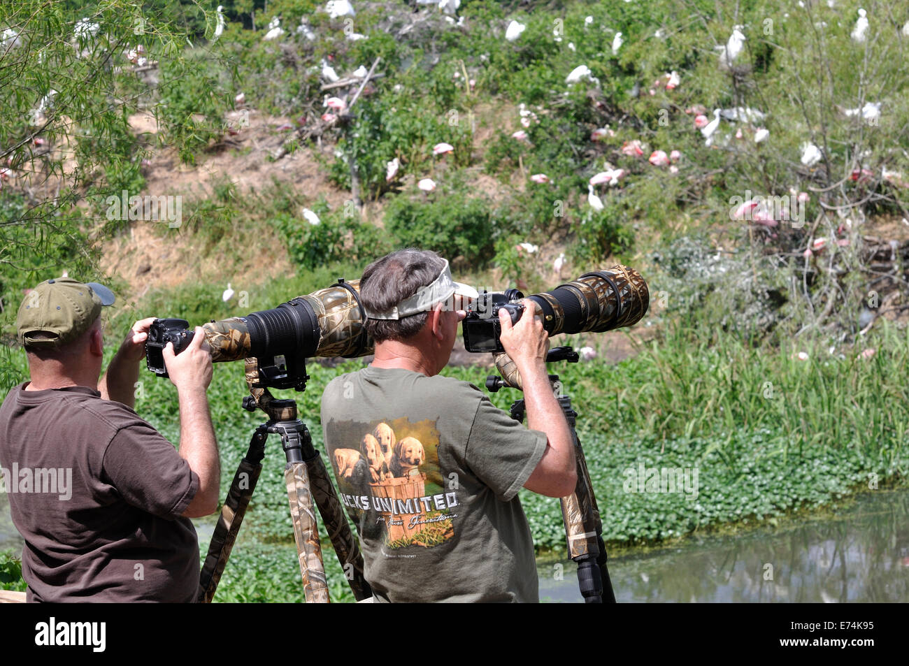 Wildlife photographers at Smith Oaks Bird Sanctuary rookery on High