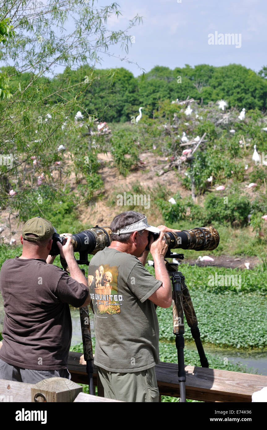 Wildlife photographers at Smith Oaks Bird Sanctuary rookery on High Island, near Galveston, Texas, USA Stock Photo