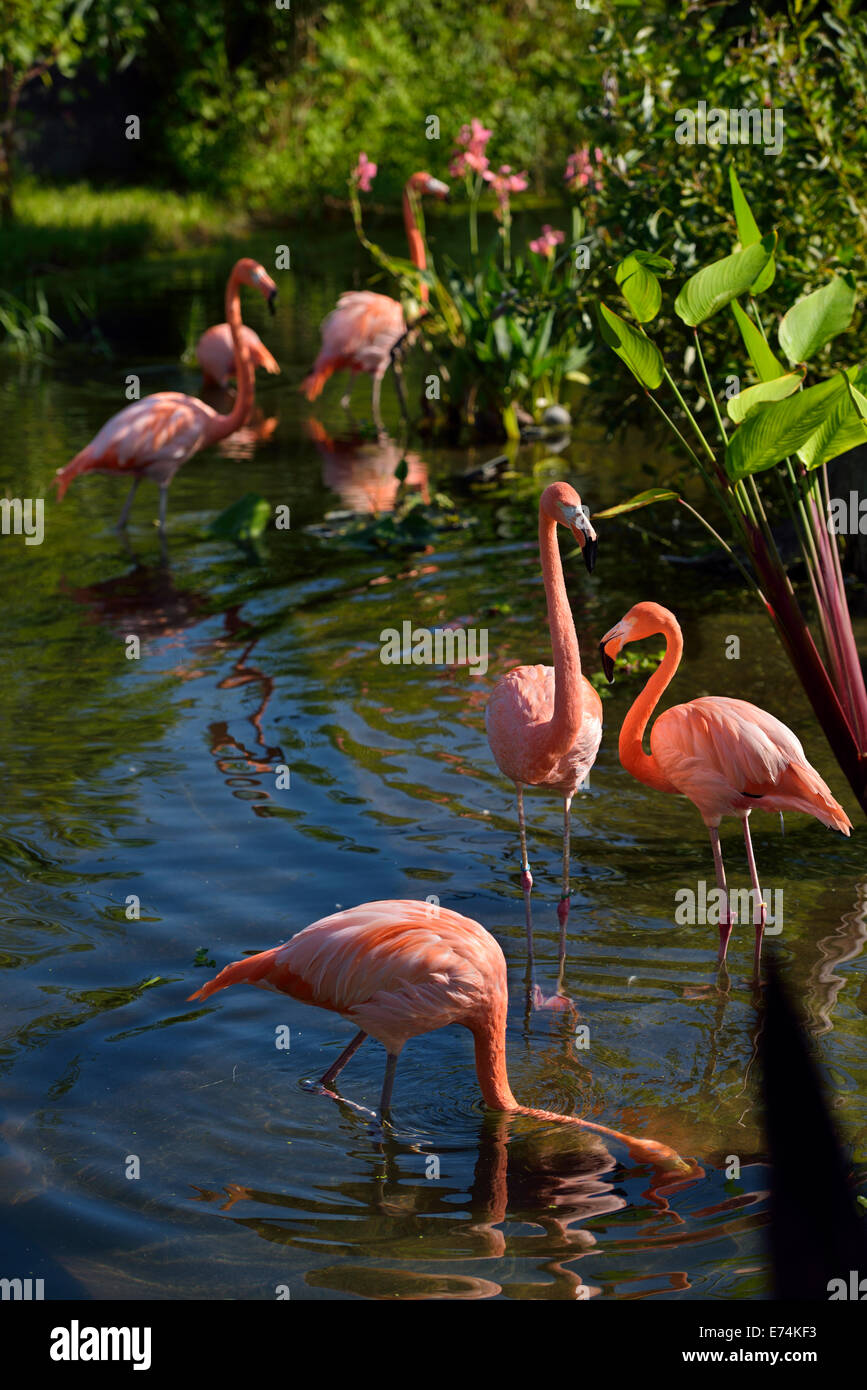 Colony of pink Flamingos Phoenicopterus ruber birds wading and feeding in a pond Stock Photo