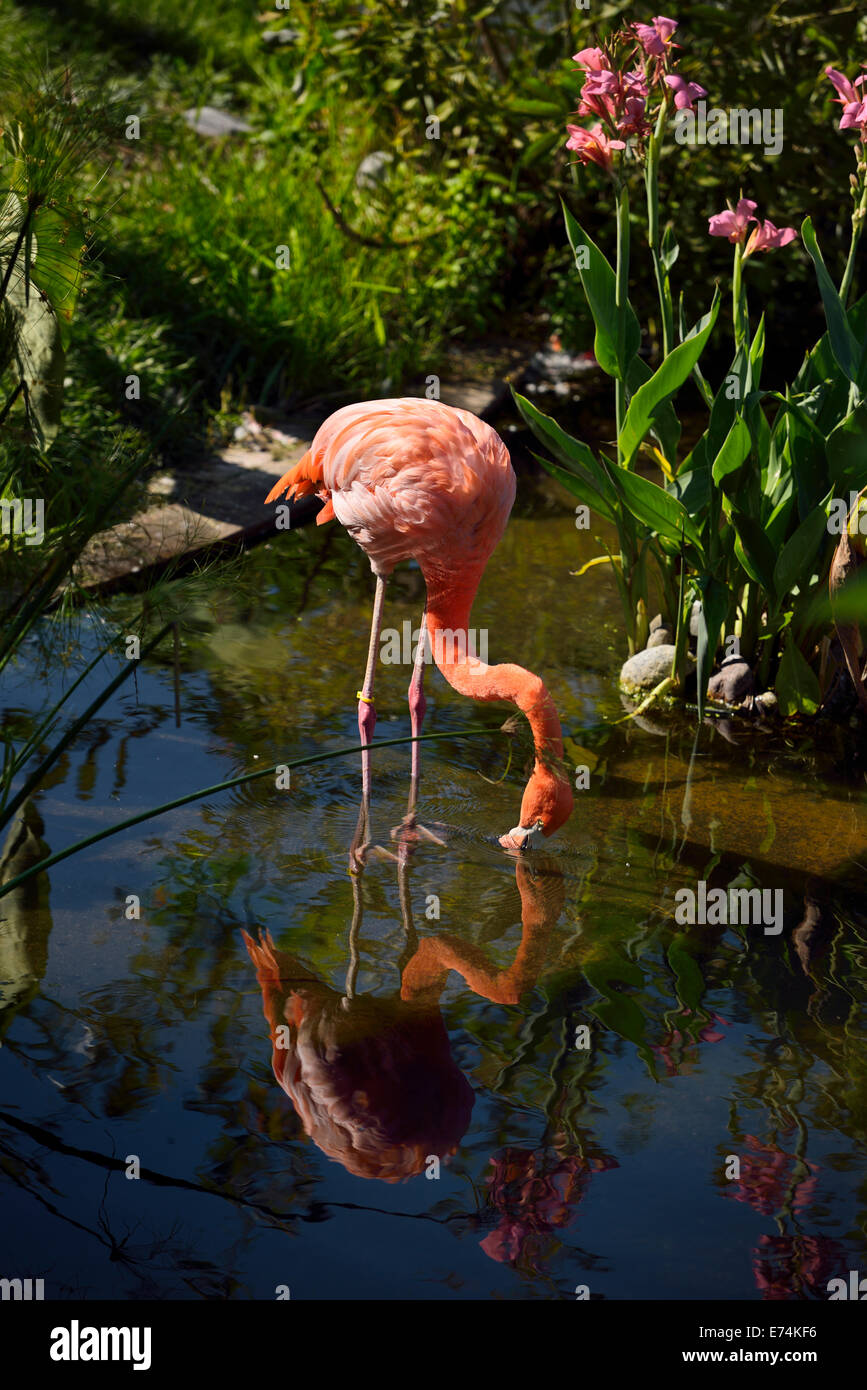 Single pink Flamingo Phoenicopterus ruber with reflection filter feeding in pond Toronto Zoo Stock Photo