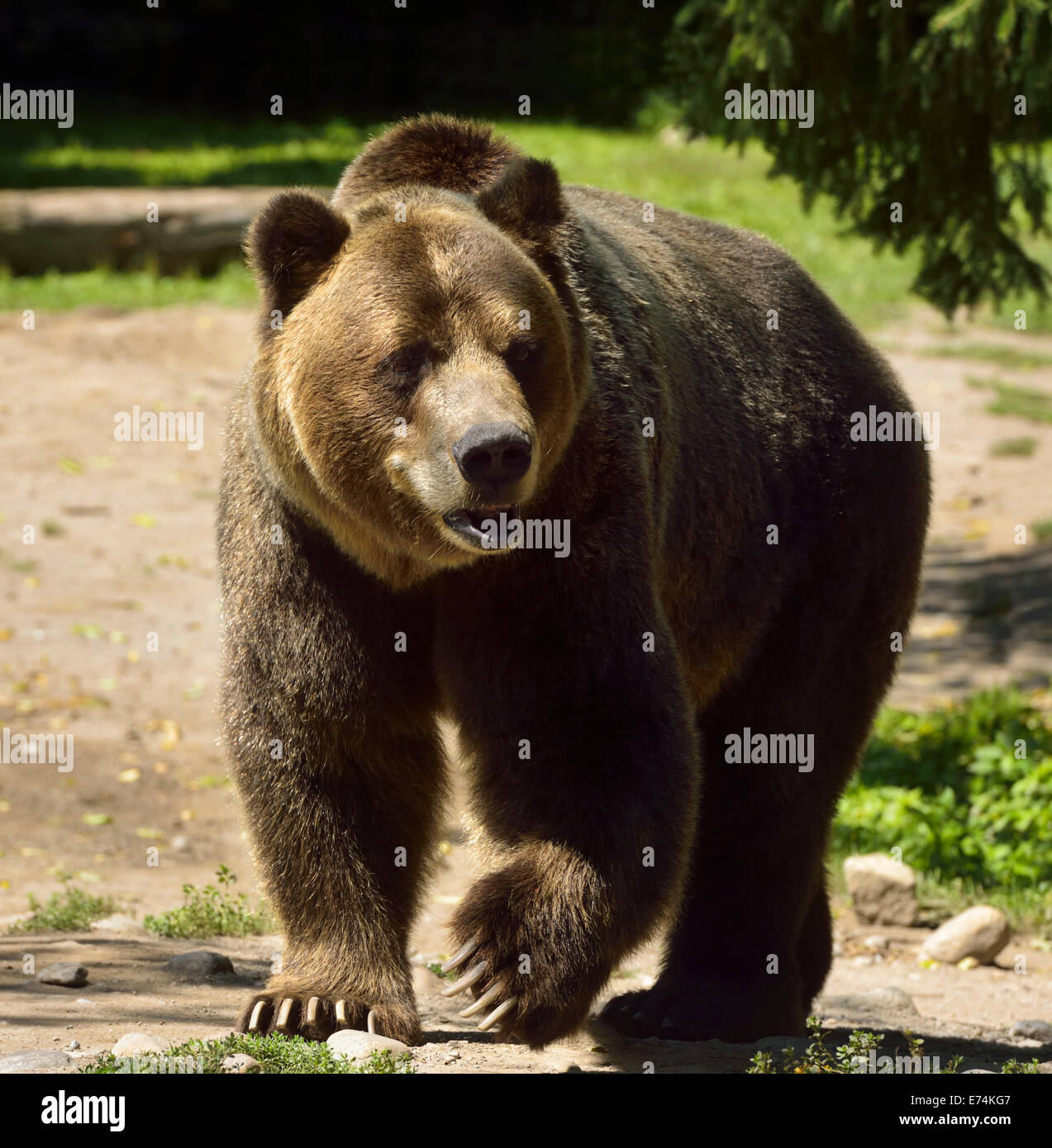 Mature Mainland Grizzly bear subspecies of brown bear walking on path at the Toronto Zoo Stock Photo