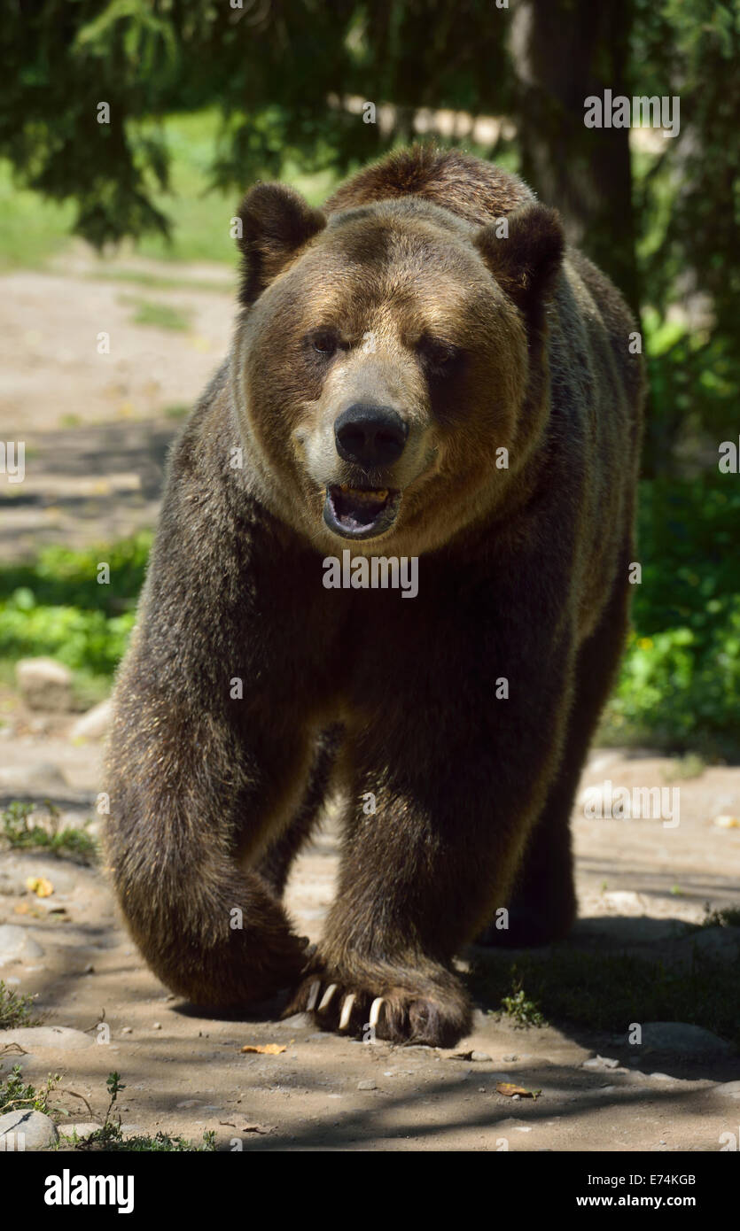 Head on view of Mainland Grizzly bear Ursus arctos horribilis subspecies of brown bear walking on path Toronto Zoo Stock Photo