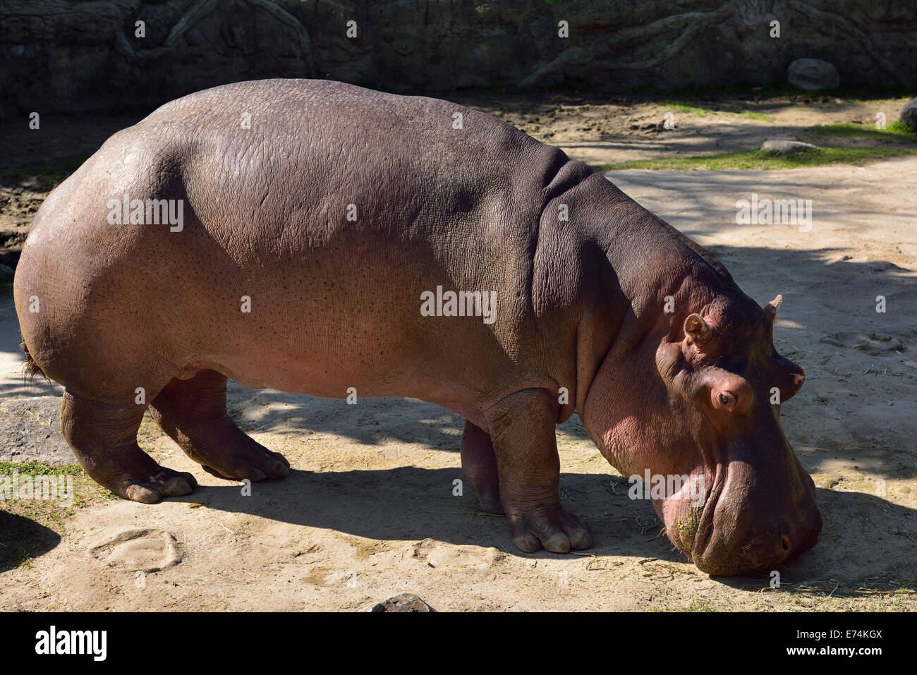 Pink hide of a River Hippopotamus grazing at the Toronto Zoo Stock Photo