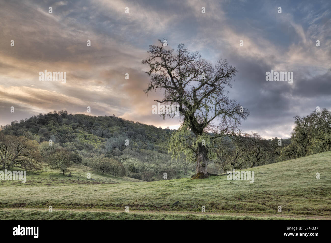 Sunrise oak tree hi-res stock photography and images - Alamy