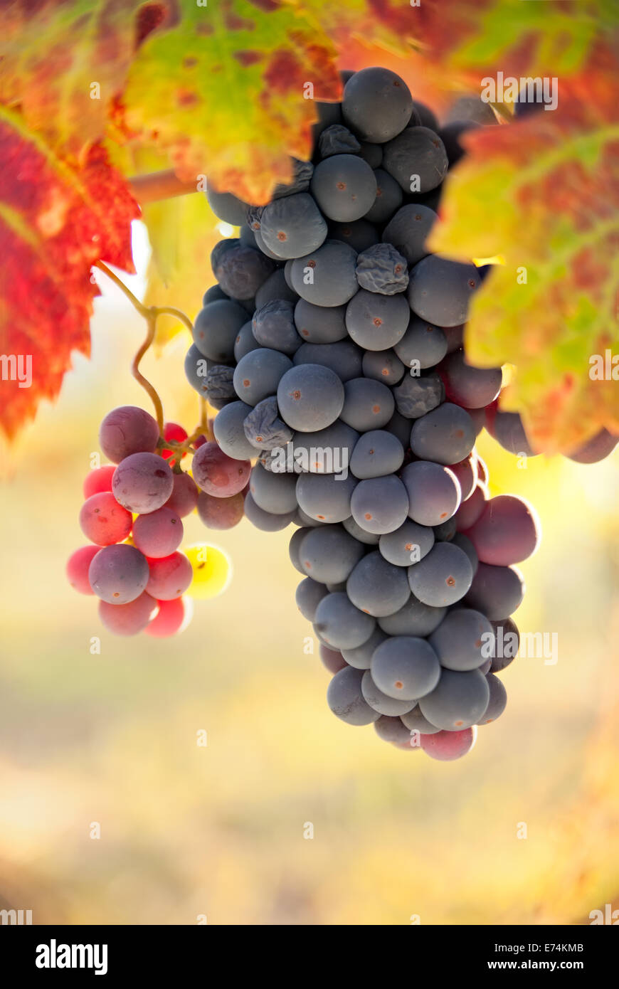 Autumn grapevine in Calistoga California Napa Valley Stock Photo