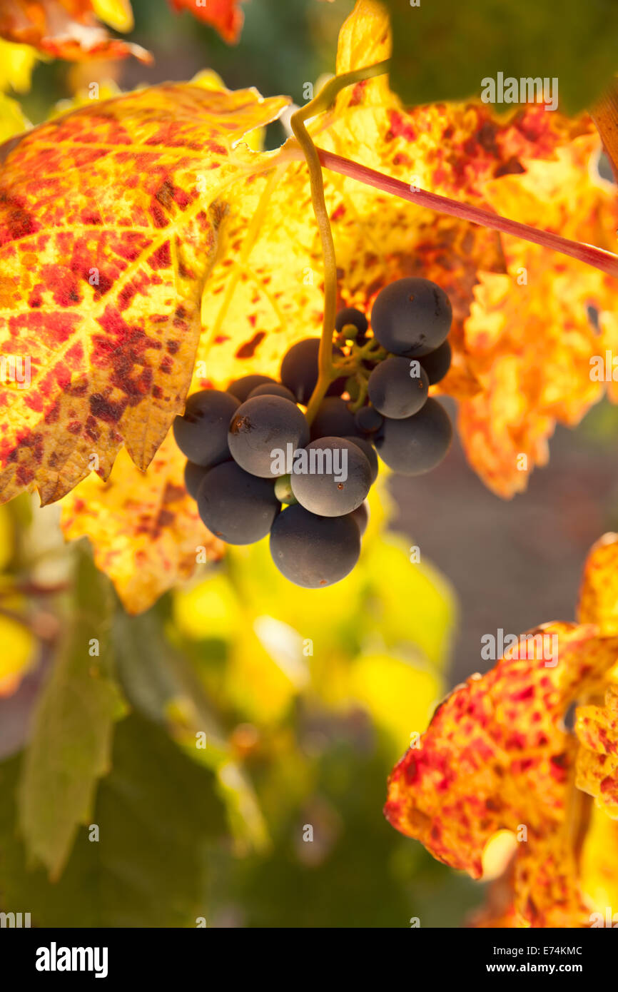 Autumn grapevine in Calistoga California Napa Valley Stock Photo