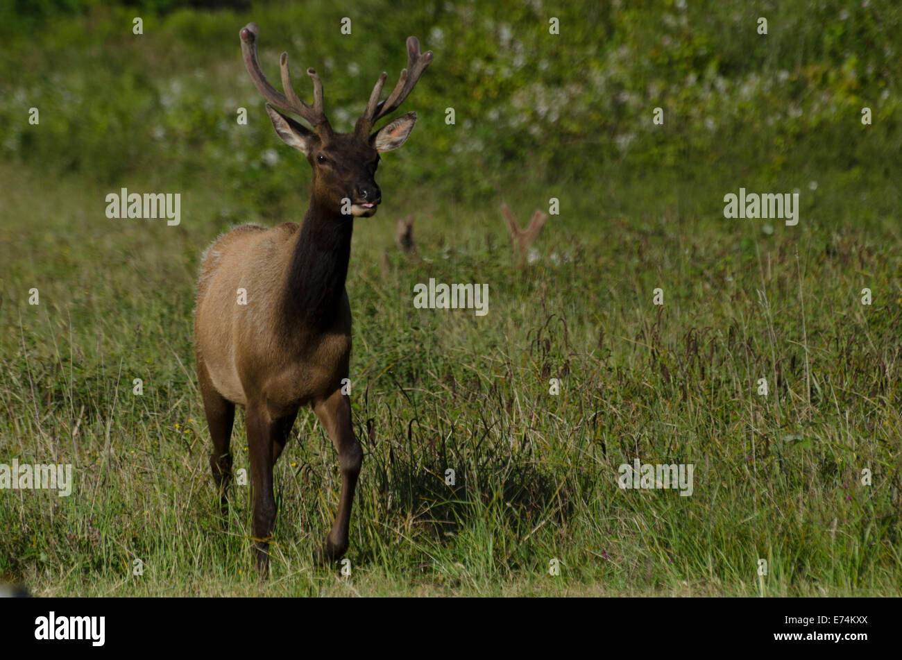 Roosevelt Elk Bull (Cervus canadensis roosevelti) with antlers in the velvet that will nourish their growth until shed in the f Stock Photo