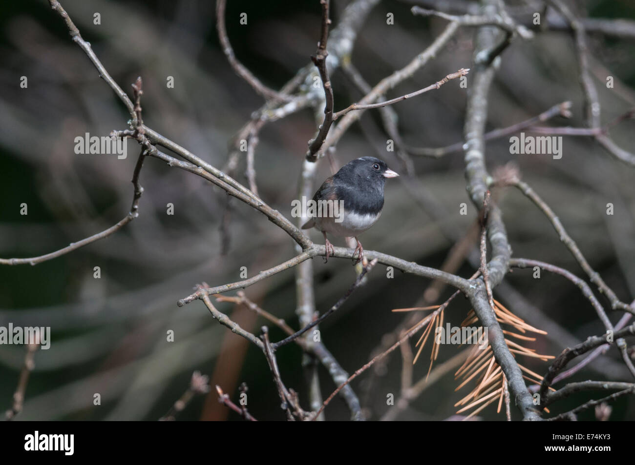 Oregon Junco or dark-eyed Junco (Junco hyemalis) male, a small North American Sparrow, takes refuge in a Black Oak tree in the S Stock Photo