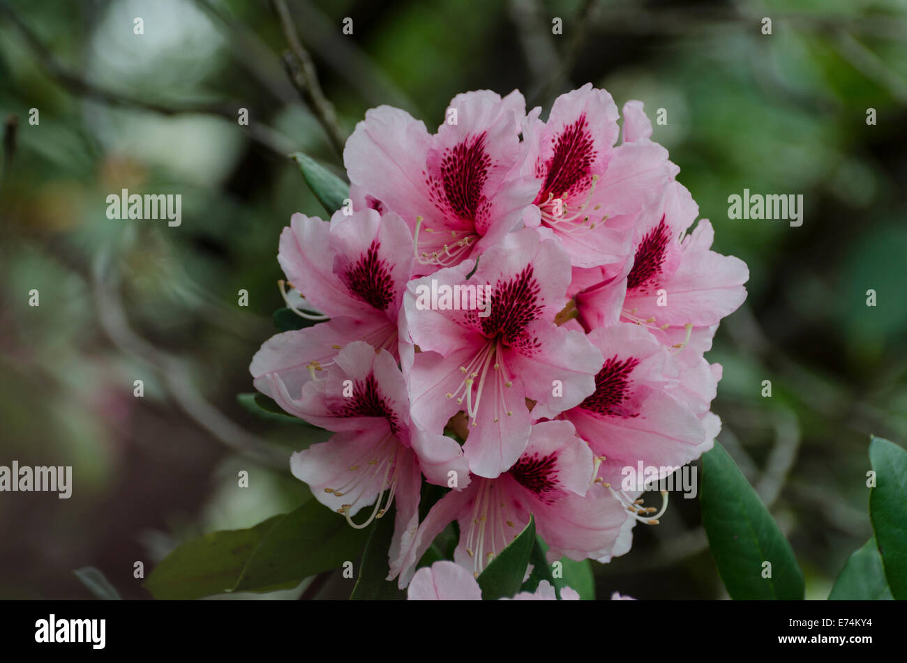 The early spring bloom of an evergreen Rhododendron, Sierra foothills ...