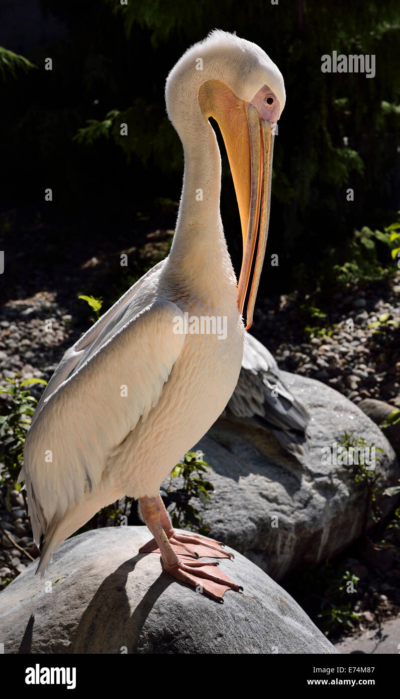 Pelican feet hires stock photography and images Alamy