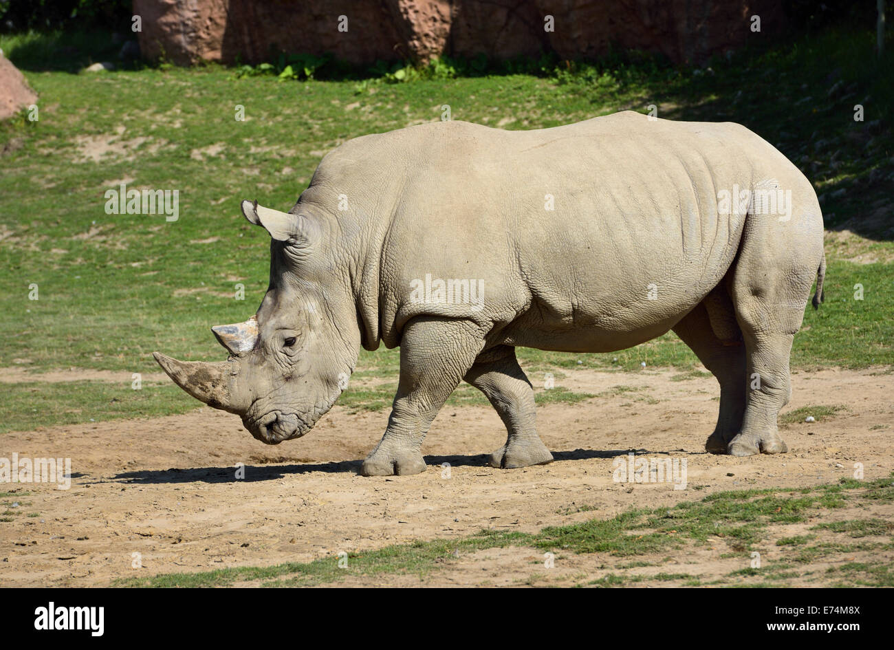 Side view of a walking male Southern White Rhinoceros Ceratotherium simum with trimmed horn Toronto Zoo Stock Photo