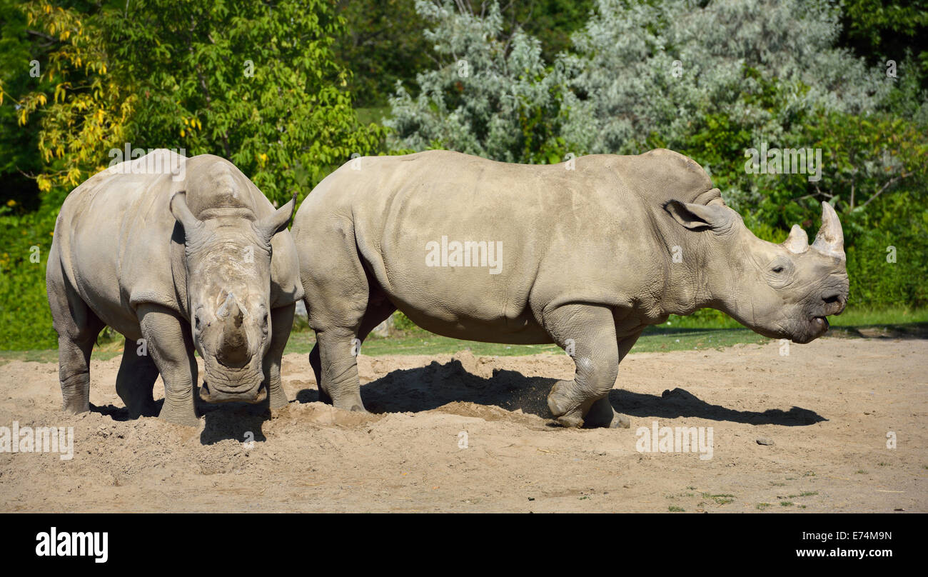 Two female Southern White Rhinoceros Ceratotherium simum standing side by side fending off a male Rhino Toronto Zoo Stock Photo