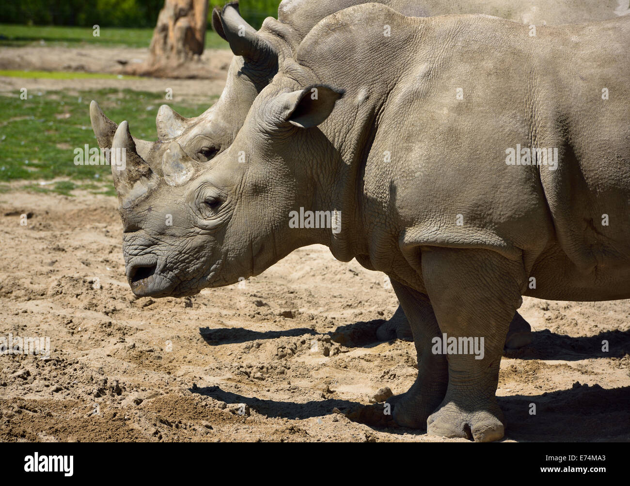 Two female Southern White Rhinoceros Ceratotherium simum standing side by side Toronto Zoo Stock Photo