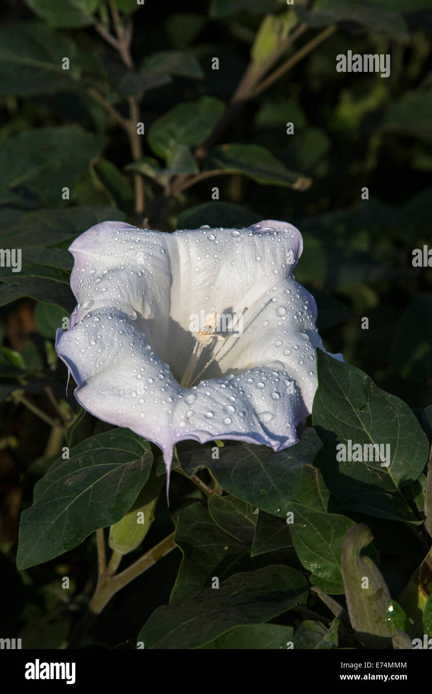 Canyonlands National Park, Utah - Sacred Datura (Datura wrightii), a poisonous hallucinogen, growing near the Colordo River. Stock Photo