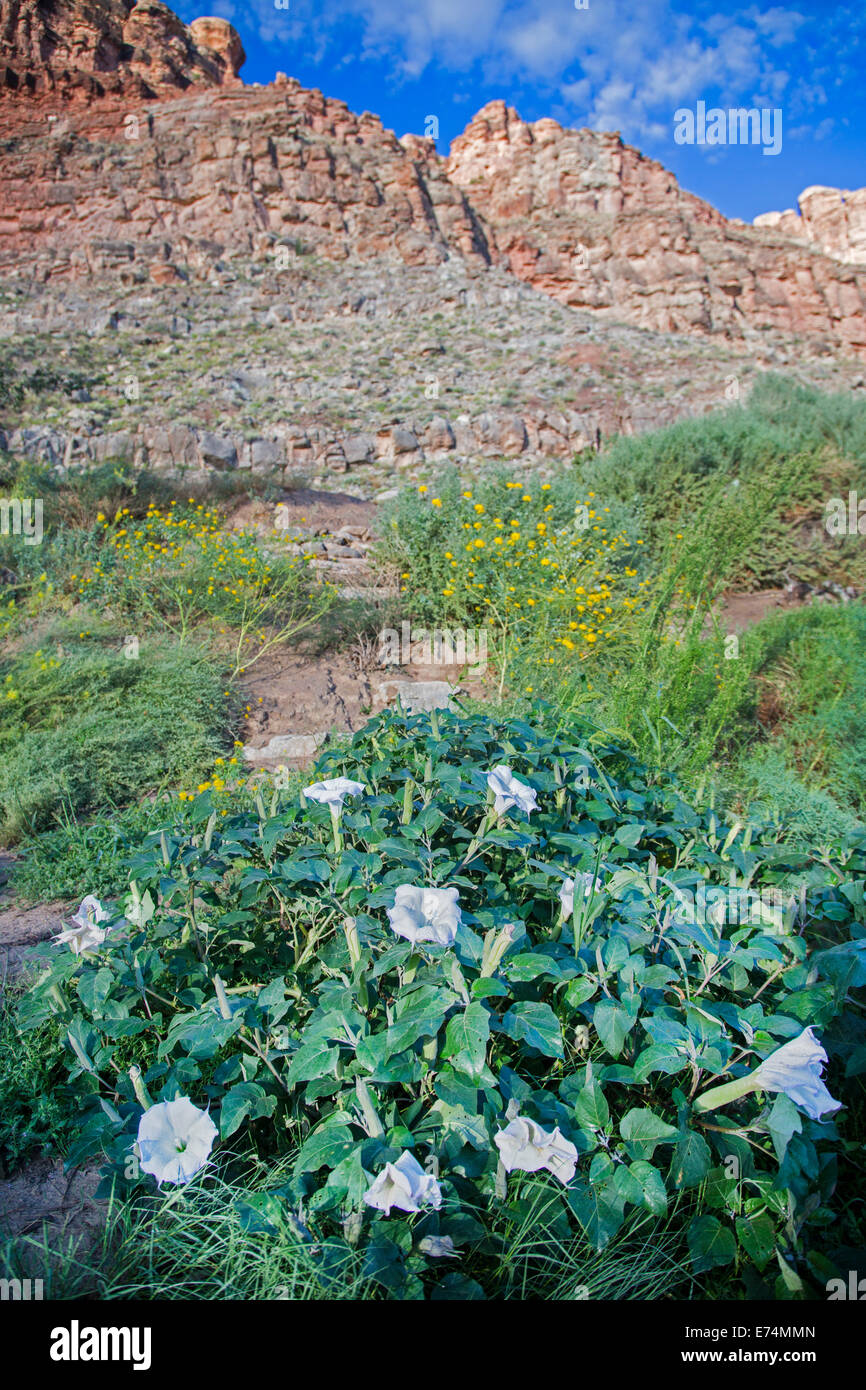 Canyonlands National Park, Utah - Sacred Datura (Datura wrightii), a poisonous hallucinogen, growing at Spanish Bottom on the Co Stock Photo