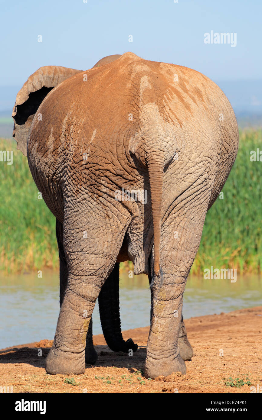 Large African elephant (Loxodonta africana) from behind, Addo Elephant National park, South Africa Stock Photo