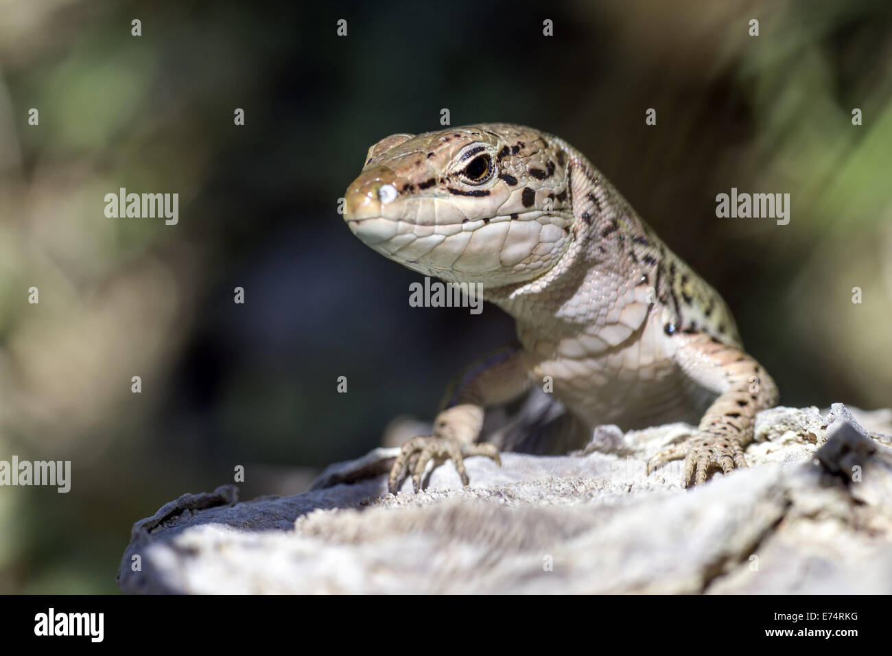 Portrait of a lizard Stock Photo - Alamy