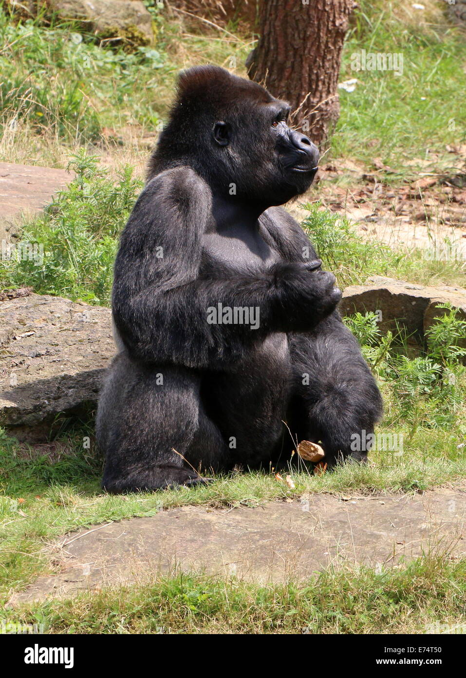 Mature male gorilla at  Apenheul zoo, The Netherlands Stock Photo