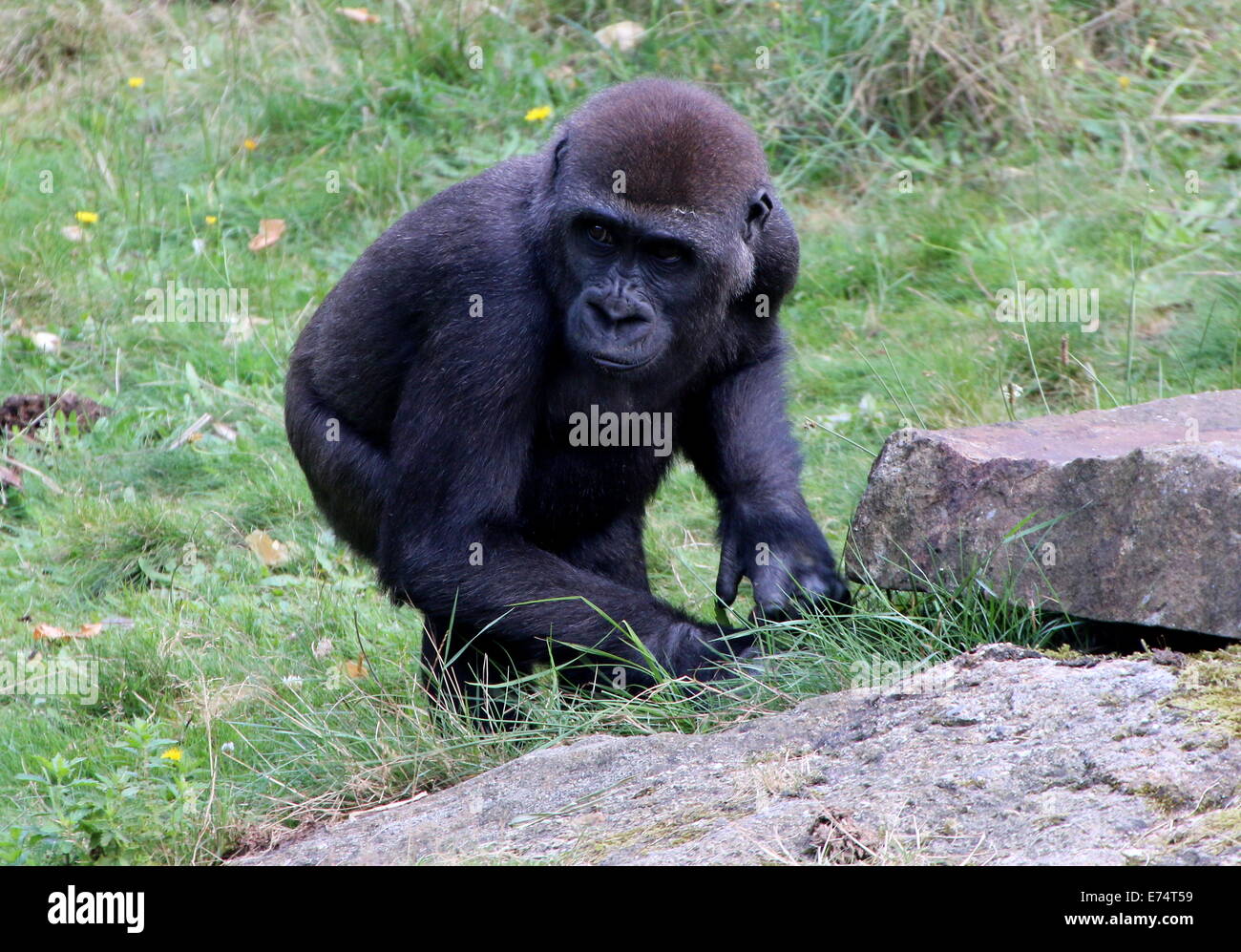 Stealthy and mischievous young Gorilla  at Apenheul zoo, The Netherlands Stock Photo