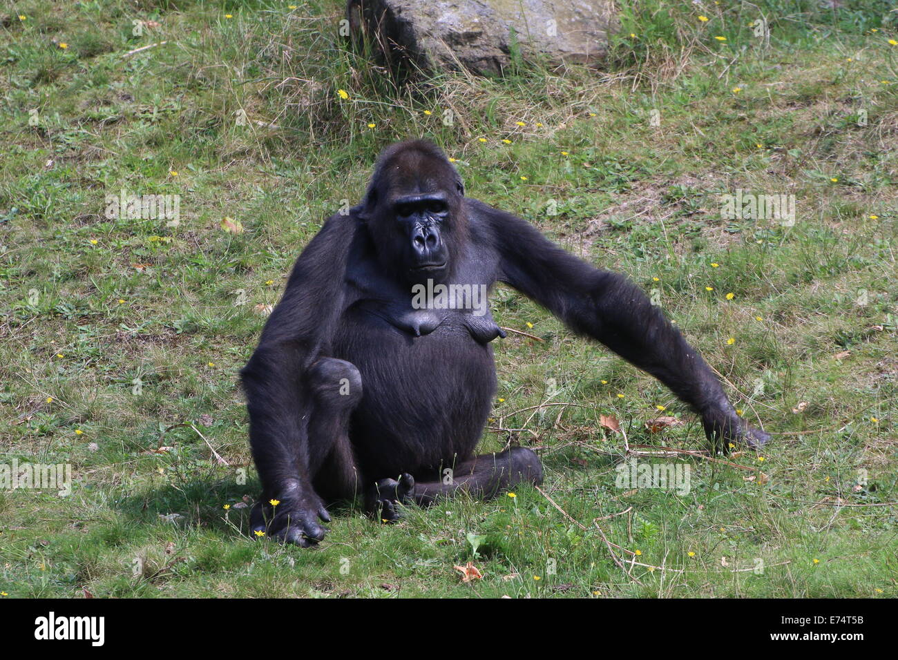 Female gorilla at Apenheul zoo, The Netherlands Stock Photo