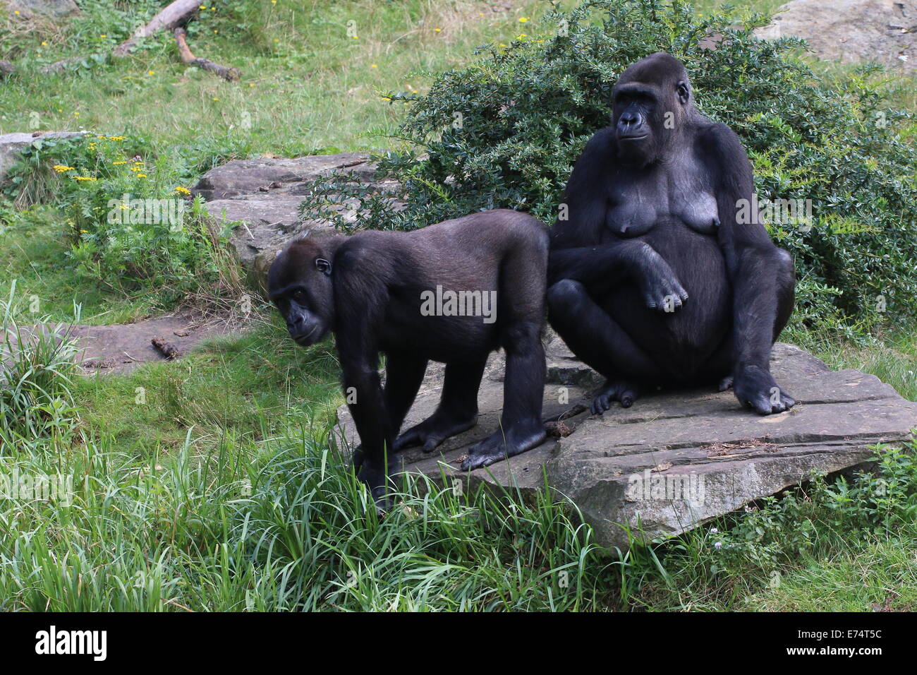Two Western lowland gorilla, a mature female and an adolescent male Stock Photo